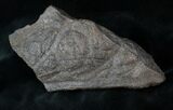 x Triceratops Head Shield Section - Montana #12906-3